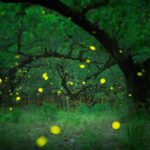 ヒメボタルを名古屋市天白区の相生山緑地の竹林や梅林で撮影したよ