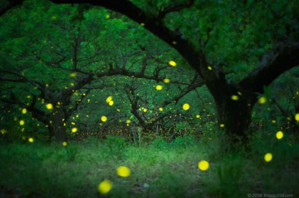 相生山の梅林で光るヒメボタル