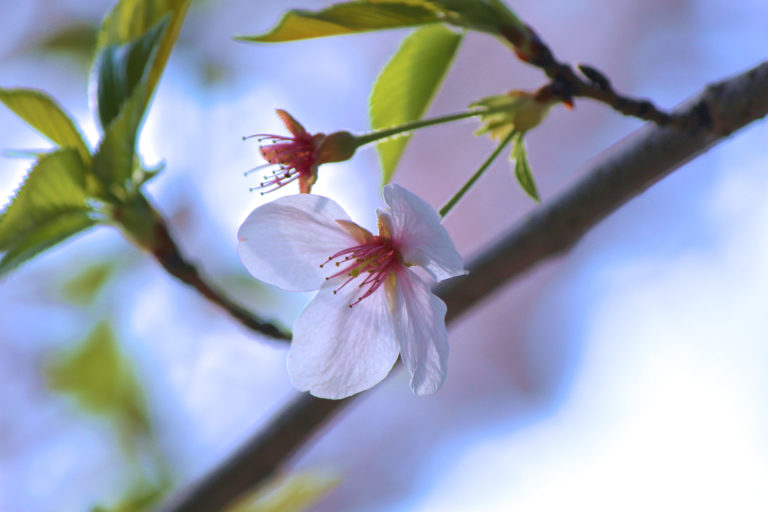 日の丸構図の写真の失敗例