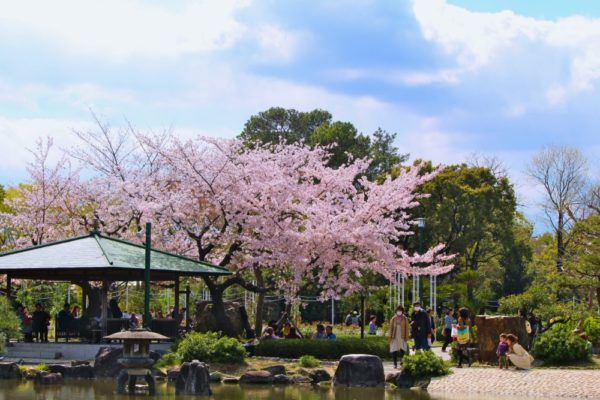 鶴舞公園と桜