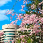 名古屋市内でアクセスが楽！開花前線の鶴舞公園の桜を写真で振返る。