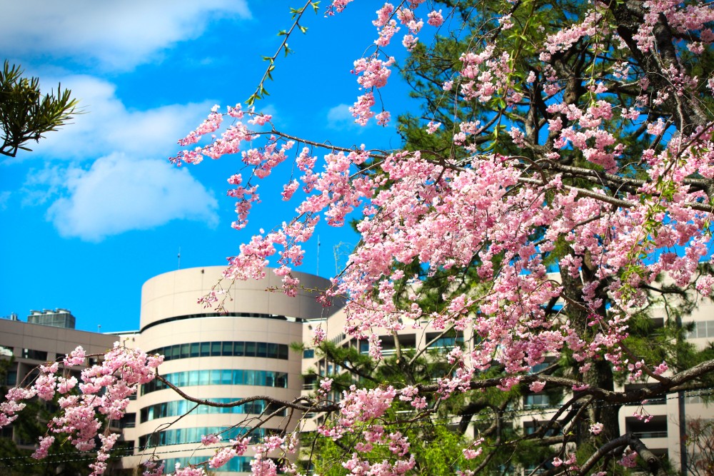 名古屋市内でアクセスが楽！開花前線の鶴舞公園の桜を写真で振返る。