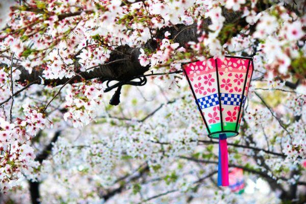 鶴舞公園と桜まつりの行灯