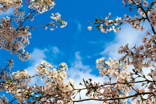 桜と青空