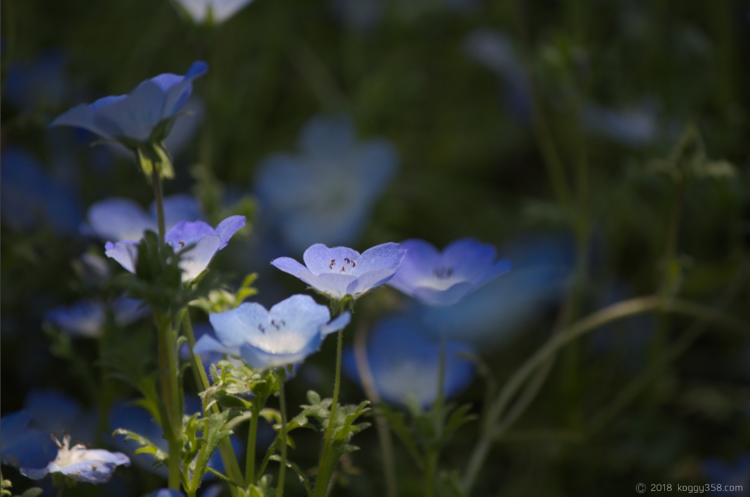 プロ顔負け スポットライトが当たっている様な写真を撮るたった１つのポイントと編集方法 こぎフォト ダイアログ