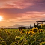 岐阜羽島、いちのえだ田園で夏ひまわり、秋コスモスを撮影【2021年の情報あり】