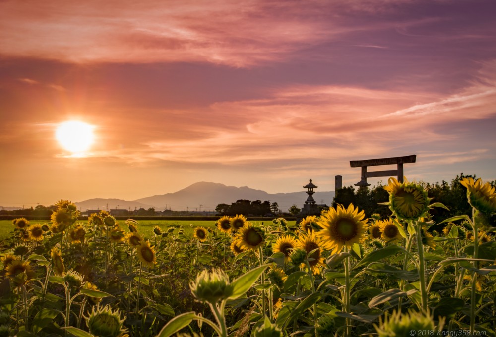 岐阜羽島、いちのえだ田園で夏ひまわり、秋コスモスを撮影【2021年の情報あり】