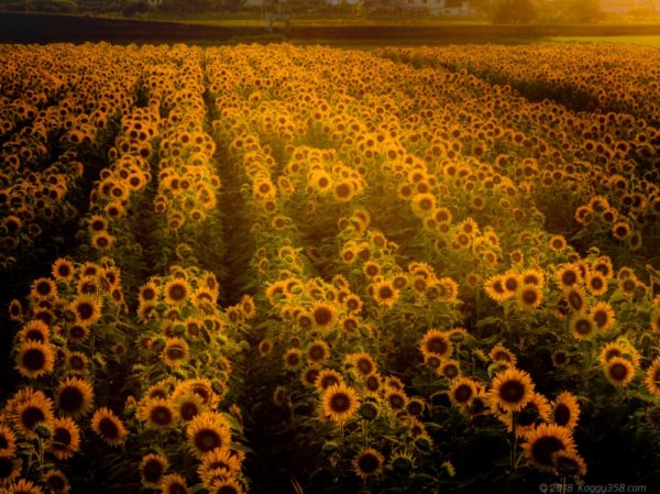 いちのえだ田園の展望台からのひまわり