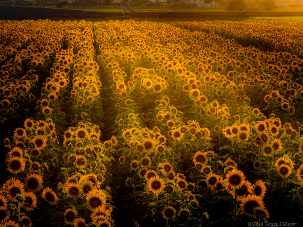 いちのえだ田園の展望台からのひまわり