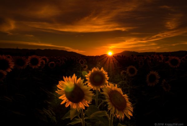 マジックアワー時のいちのえだ田園のひまわり