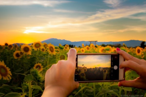 スマホ越しのいちのえだ田園のひまわり