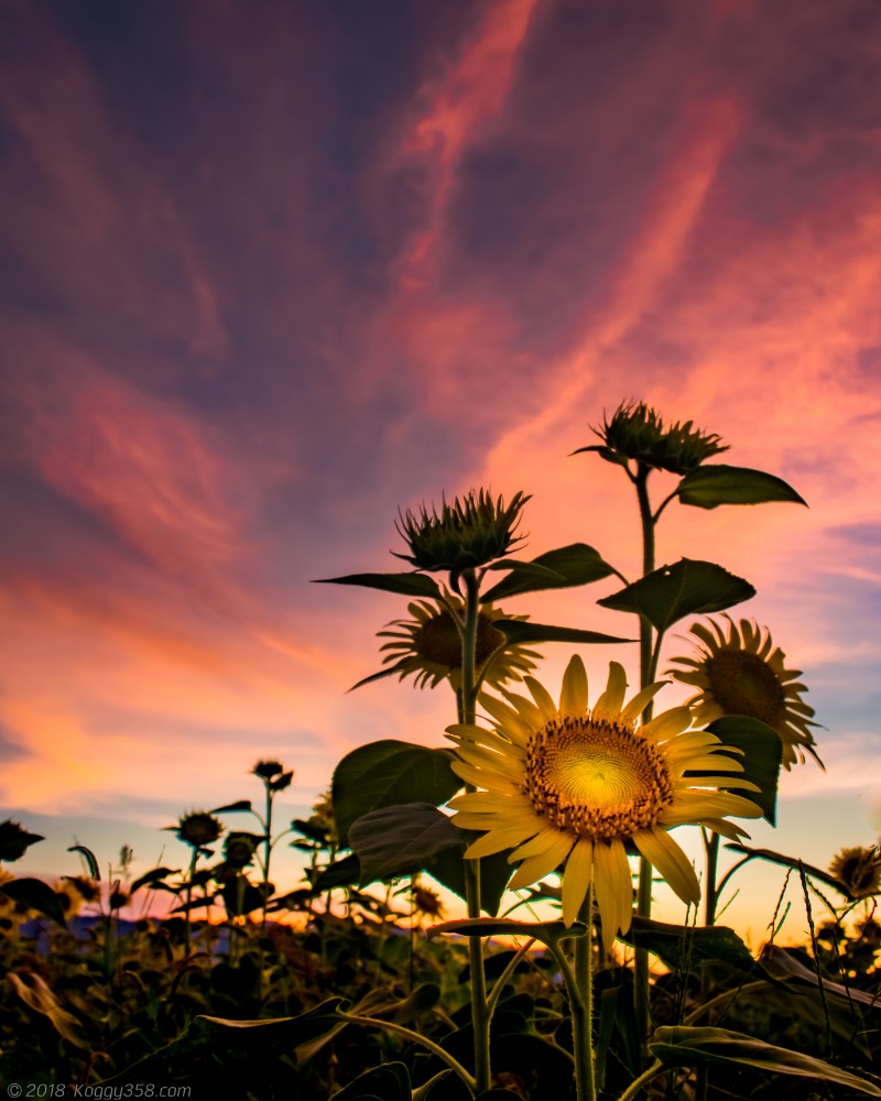 マジックアワー時のいちのえだ田園のひまわり