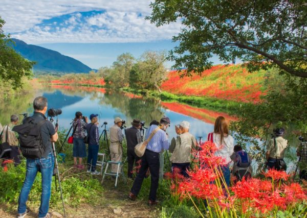 津屋川の彼岸花と群集