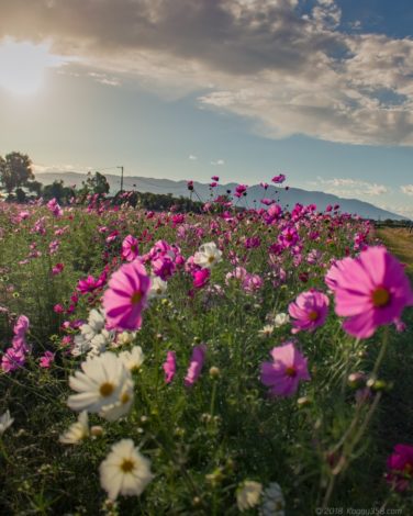 いちのえだ田園のコスモス