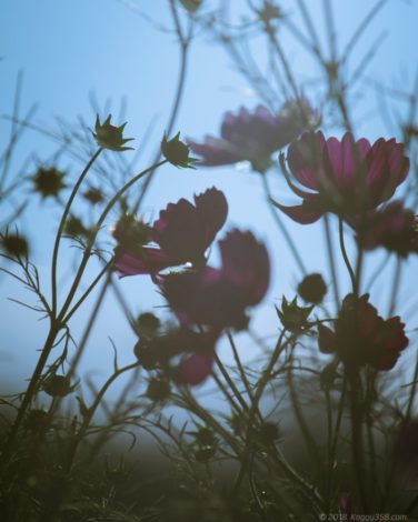 いちのえだ田園のコスモス