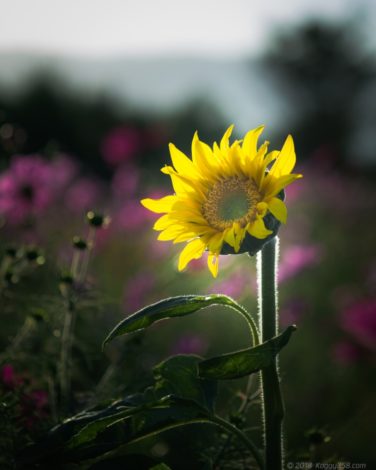 暗がりに咲いているひまわり