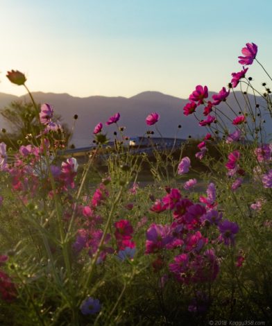 いちのえだ田園のコスモス