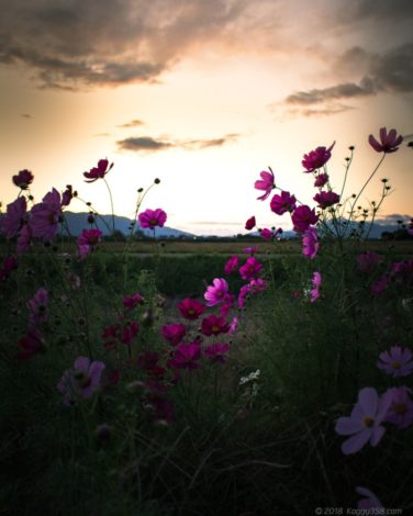 いちのえだ田園のコスモス