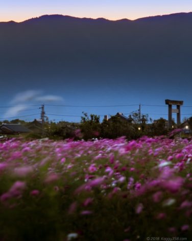 いちのえだ田園のコスモス