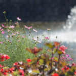 岐阜の木曽三川公園でたくさんの種類のコスモスや秋の花を撮影!