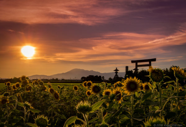 ひまわりをアンダー気味で適正露出で撮っている例
