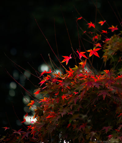 紅葉するもみじ