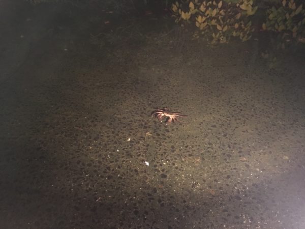 白鳥庭園で見たカニ