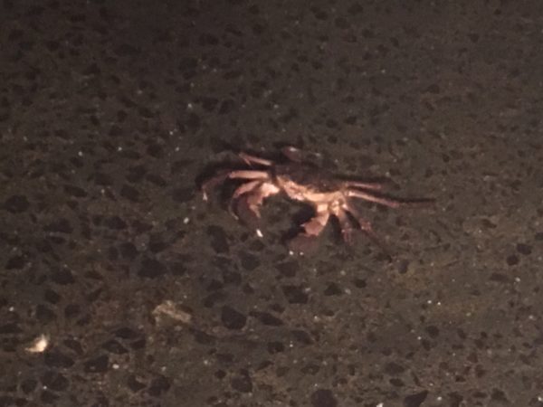 白鳥庭園で見たカニ