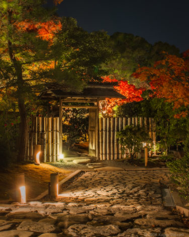 白鳥庭園の紅葉