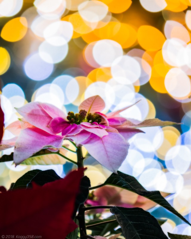 JRゲートタワーのポインセチアとクリスマスツリー