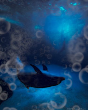 名古屋港水族館のイルカ