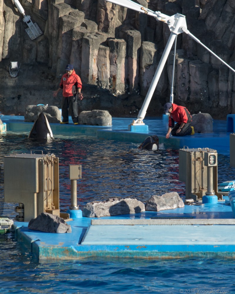 名古屋港水族館のショースタジアム