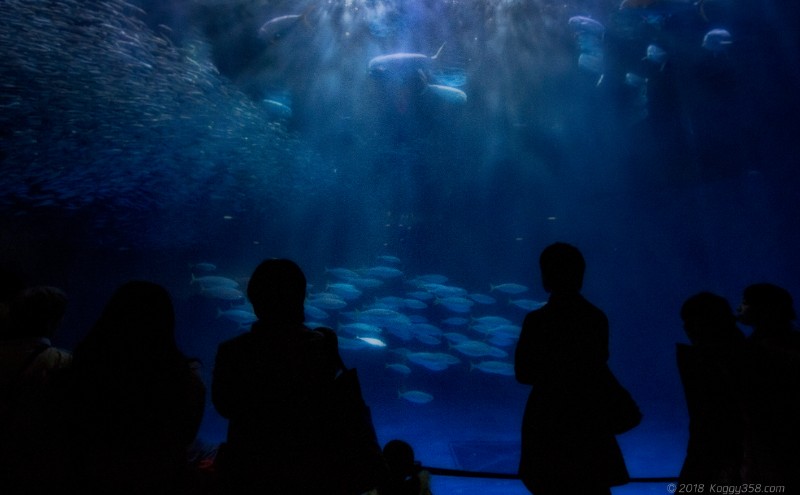 マイワシのトルネードで有名な名古屋港水族館「黒潮大水槽」