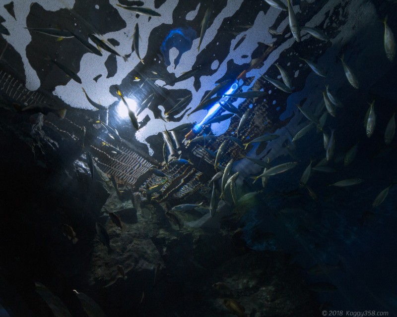 名古屋港水族館「日本の海」のアーチ