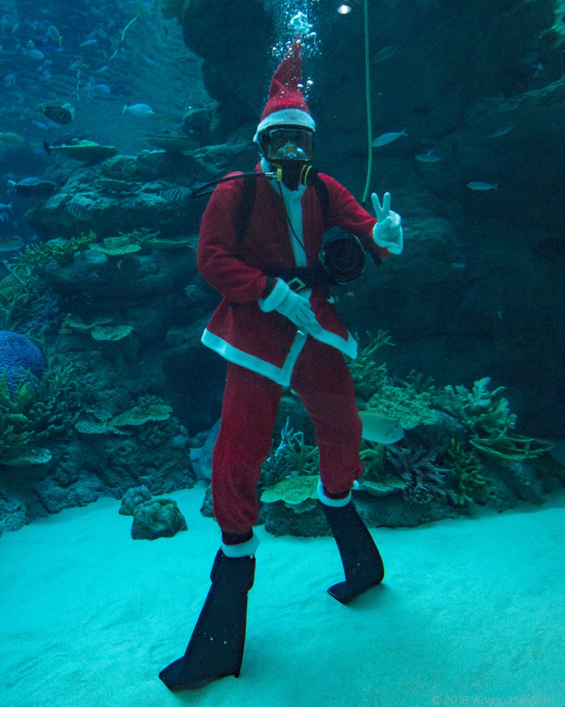 名古屋港水族館「サンゴ礁大水槽」のサンタさん