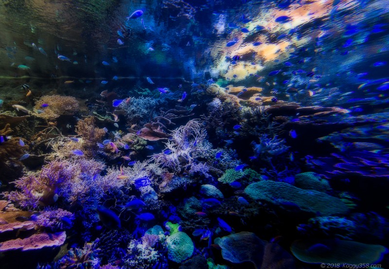 名古屋港水族館「サンゴ礁大水槽」