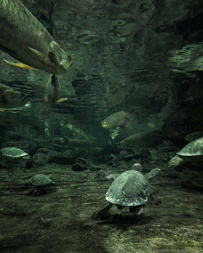 名古屋港水族館「オーストラリアの水辺」