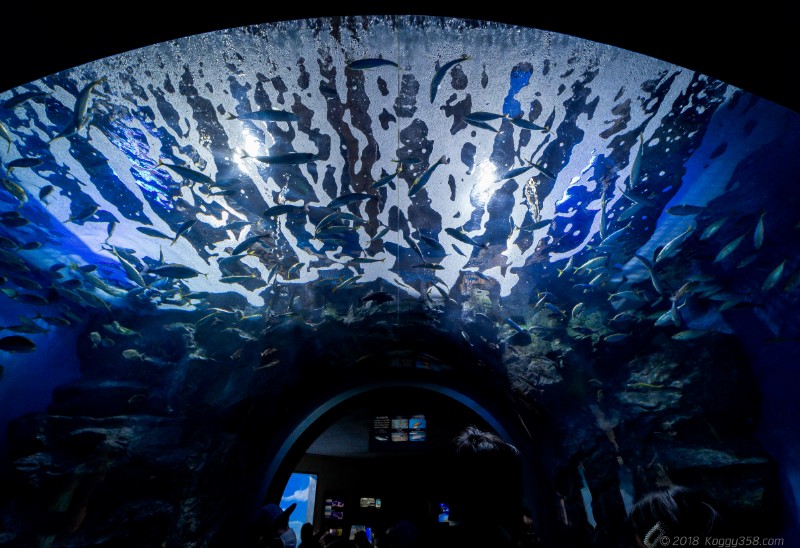 名古屋港水族館「日本の海」のアーチ