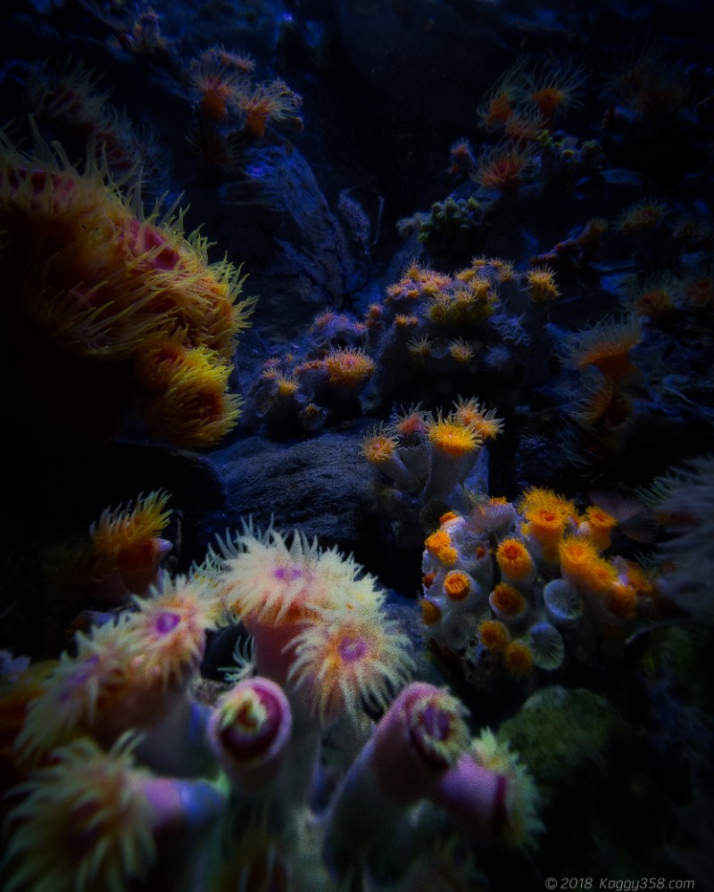 名古屋港水族館「深海ギャラリー」