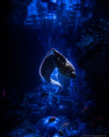 龍のように泳ぐウツボ