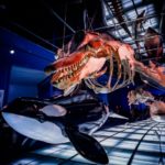 【作例たくさん】広角レンズのみで撮る名古屋港水族館