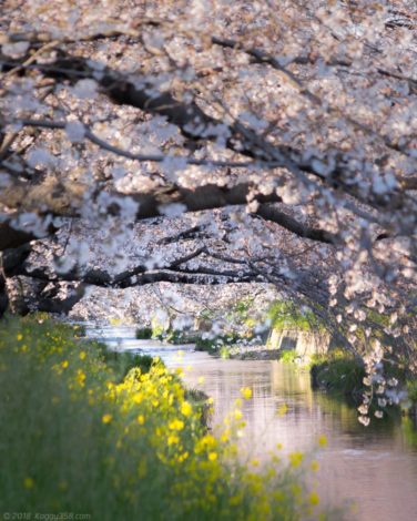 五条川の桜と菜の花