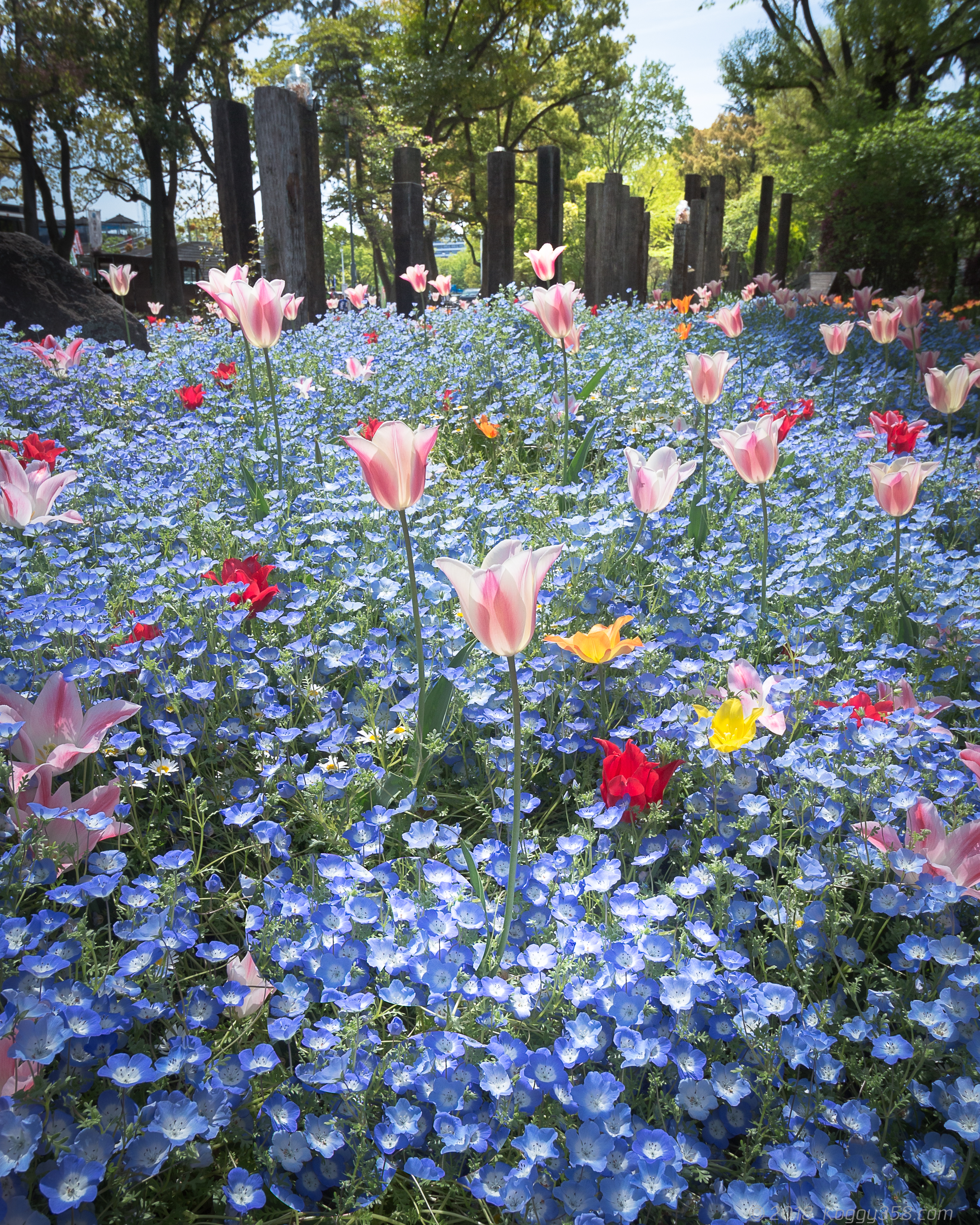 名城公園のネモフィラとチューリップ
