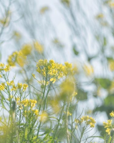 ゆるふわな菜の花