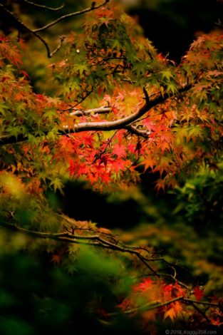 紅葉するもみじ