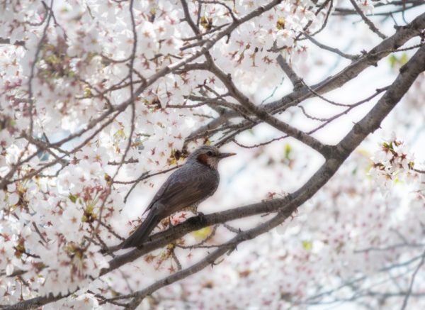 桜とヒヨドリ