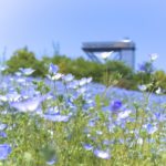 名古屋から近場のネモフィラのおススメ撮影スポット5か所を紹介