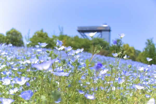 岐阜県可児市の花フェスタ記念公園でみたネモフィラ