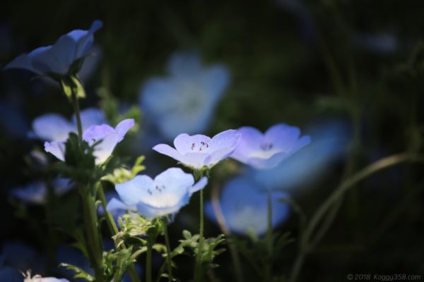岐阜県可児市の花フェスタ記念公園でみたネモフィラ