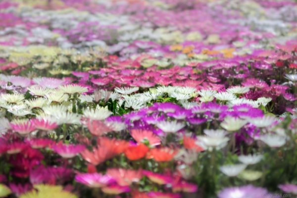 岐阜県可児市の花フェスタ記念公園でみたリビングストンデージー